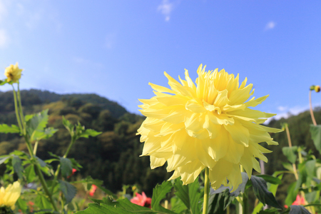 Dahlia on the blue sky backgroundの写真素材