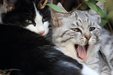 Pretty kittens lying in a thicketa bushの写真素材