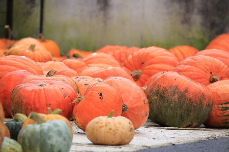 Pumpkinsの写真素材