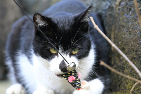 Wild cat playing with a toyの写真素材