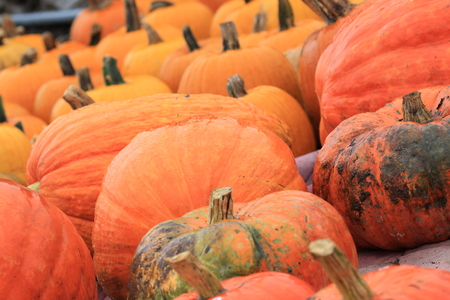Pumpkinsの写真素材