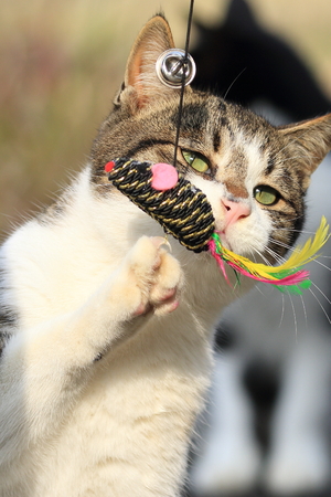 Wild cat playing with a toyの写真素材