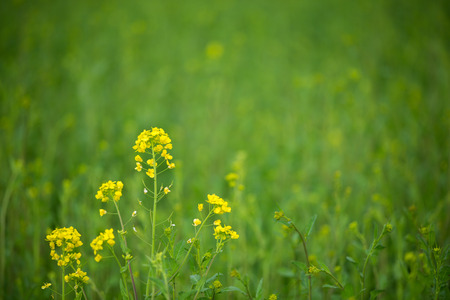 Field mustardの写真素材