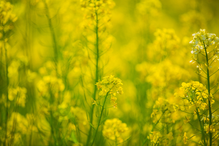 Field mustard
