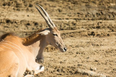 Eland