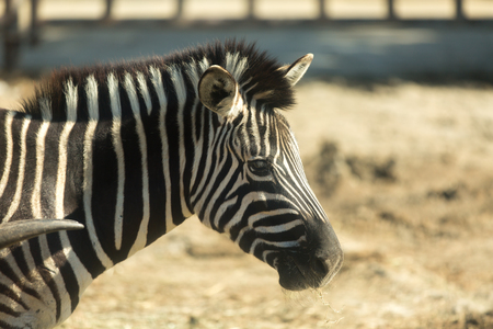 Zebraの写真素材