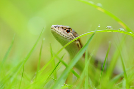 Lizardの写真素材