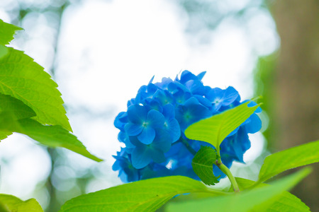 Hydrangea