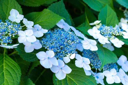 Hydrangea