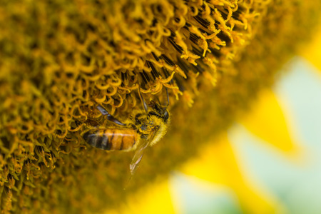 Bee and a sunflowerの写真素材
