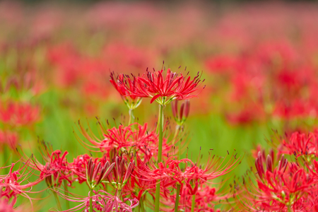 Red spider lilyの写真素材