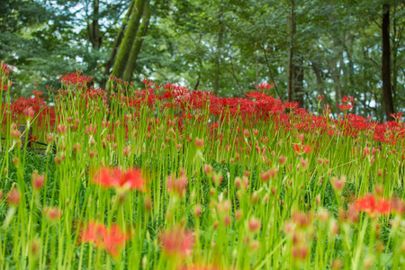 Red spider lilyの写真素材