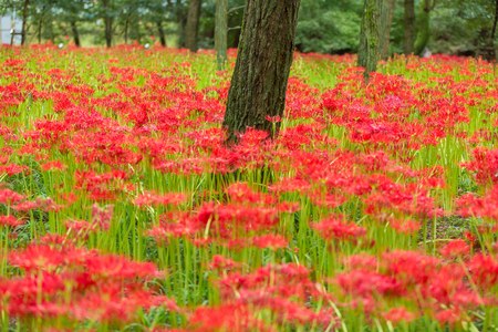 Red spider lilyの写真素材