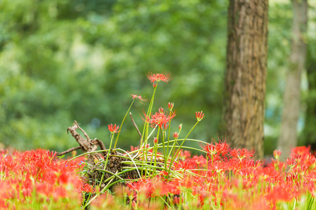 Red spider lilyの写真素材