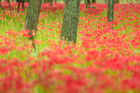 Red spider lilyの写真素材