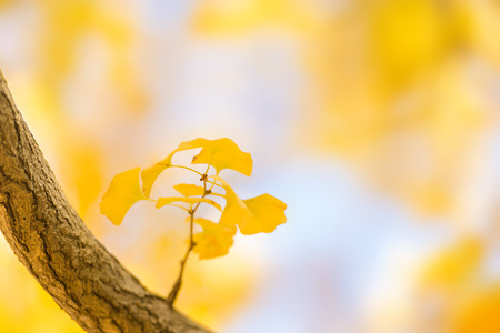 Scenery of autumn leavesの写真素材