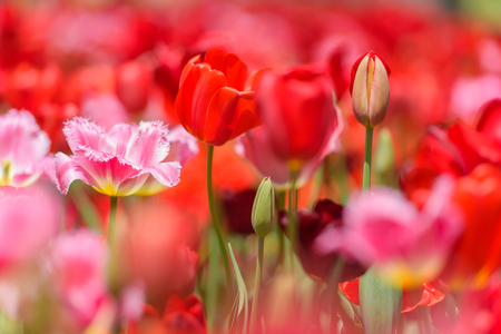 Image of tulip fieldの写真素材