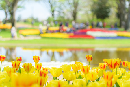 Image of tulip fieldの写真素材