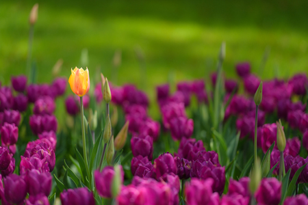 Image of tulip fieldの写真素材