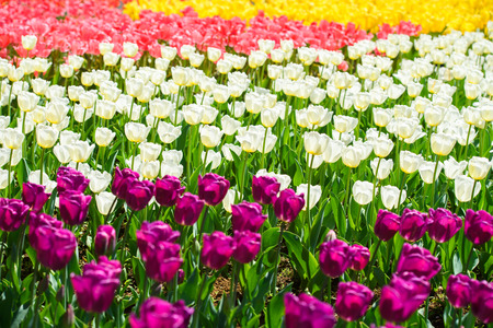 Image of tulip fieldの写真素材