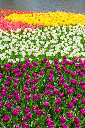 Image of tulip fieldの写真素材