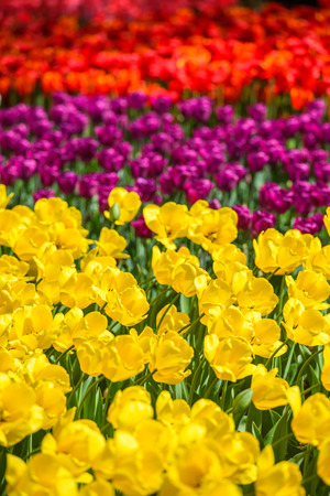 Image of tulip fieldの写真素材