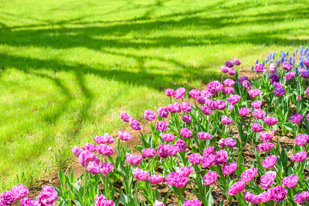 Image of tulip fieldの写真素材