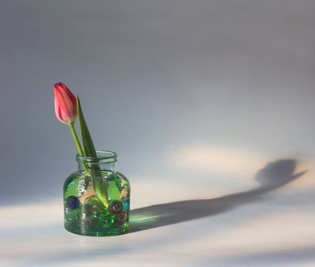 Tulip in a glassの写真素材