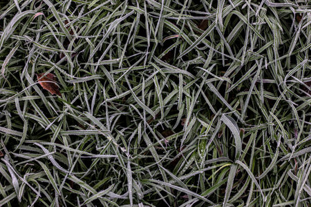 frozen grassの写真素材