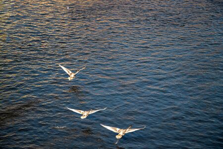 Birds flying on lake during sunsetの写真素材