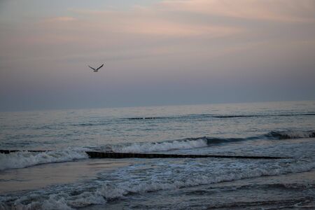 Lonely seagull flying on a beach during sundownの写真素材