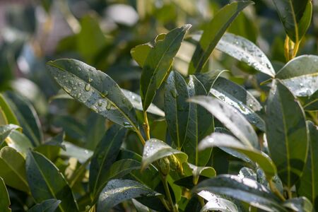 Green leaves with raindropsの写真素材