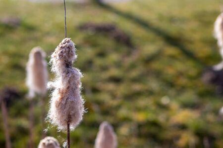 Cotton grass near water and a meadow