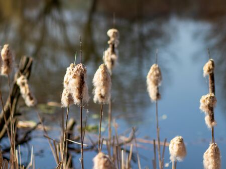 Cotton grass near water and a meadowの写真素材