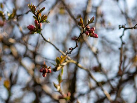 Quince tree in early spring
