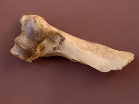 Dog food "cow bone" isolated on a brown backgroundの写真素材