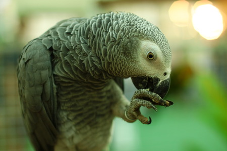 parrotの写真素材