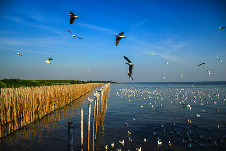 Seagull with mangroveの写真素材