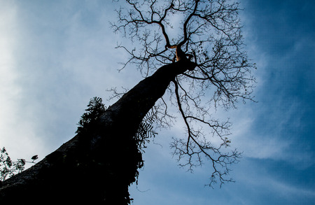 dead treeの写真素材