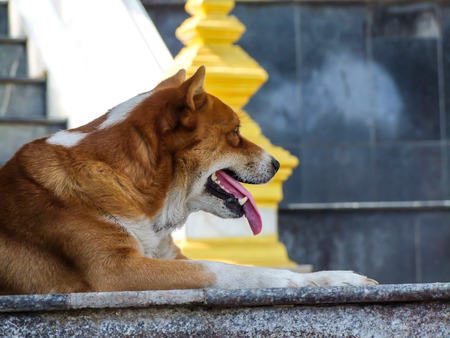 Thai dogsの写真素材