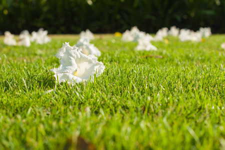 flowers and grass in the gardenの写真素材