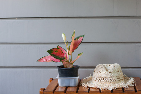 flowers and hatの写真素材