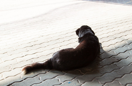 black old dog aloneの写真素材