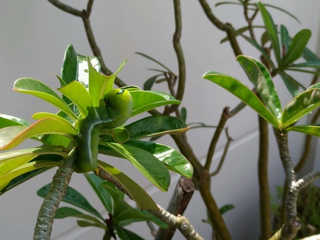 Caterpillar on the leavesの素材