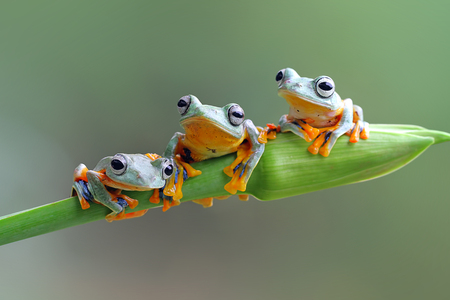 Tree frog, flying frog on branchの写真素材