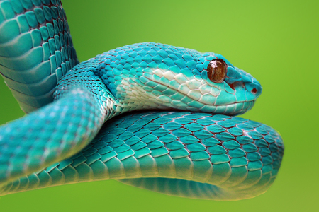 Snake, Blue viperの写真素材