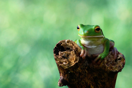 Whitelips tree frog sitting on branchの写真素材