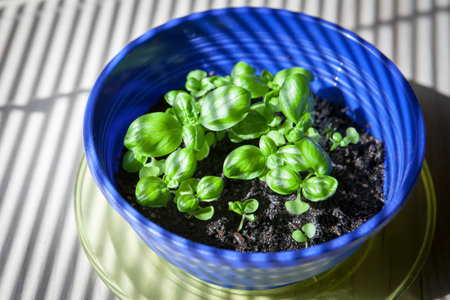Green basil plant in plastic blue flower pot on a wooden background illuminated by natural sunlight through the blindsの写真素材