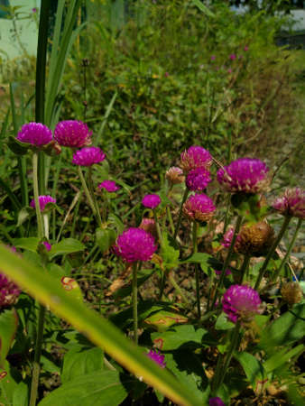 Variety of wild flower in the garden, good for your background or templateの写真素材