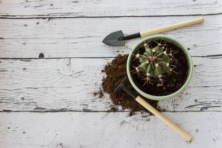 Tools for gardening at home. Flatlay on wooden background.